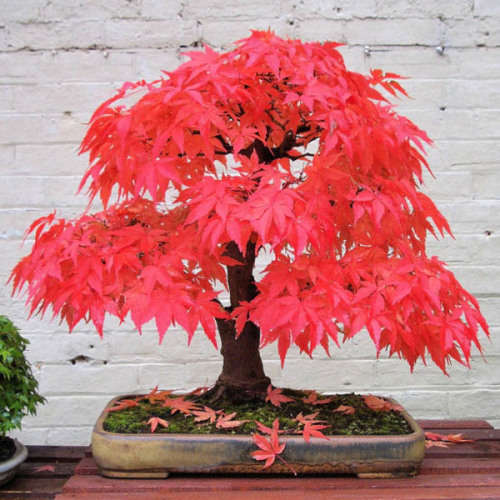 Red Maple Tree - 5 seeds