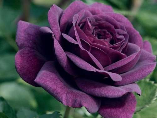 Rose Seeds - Purple - 5 seeds