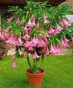 Angel's Trumpets (mix colours) - 5 seeds