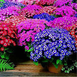 Cineraria Seeds - Mixed colours - 5 seeds