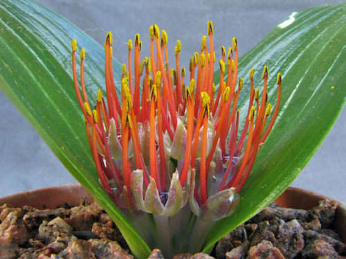 Daubenya Zeyheri Seeds - 5 seeds