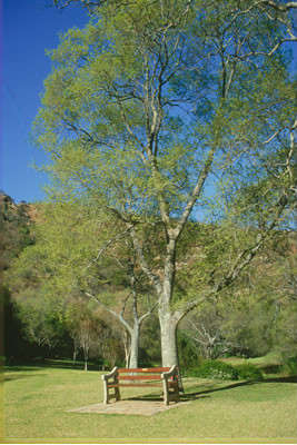 White Stinkwood Tree (Celtis Africana) - 5 seeds