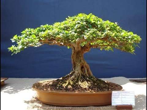 Camel Thorn (Acacia Erioloba) - 5 seeds