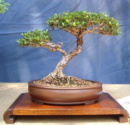 Wild Olive Tree (Olea Africana) - 5 seeds