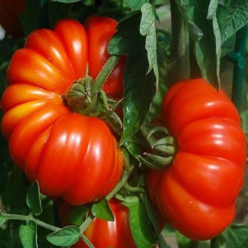 Red Large Tomato - 5 Seeds