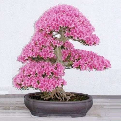 Sakura Cherry Blossom - 5 Seeds