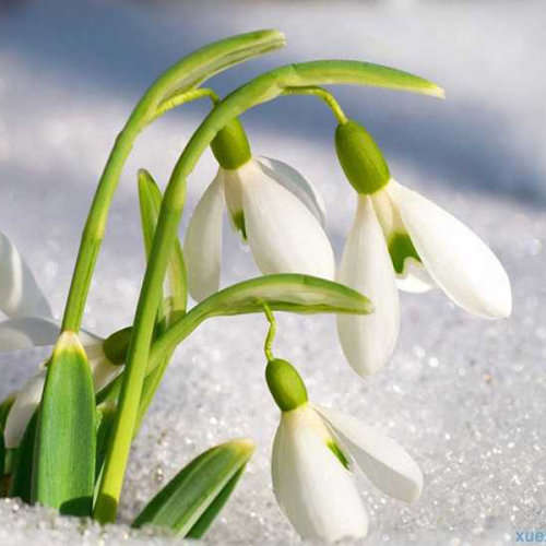 Snowdrop - Galanthas Nivalis - 5 Seeds