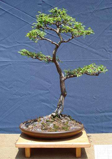 White Stinkwood Tree (Celtis Africana) - 5 seeds