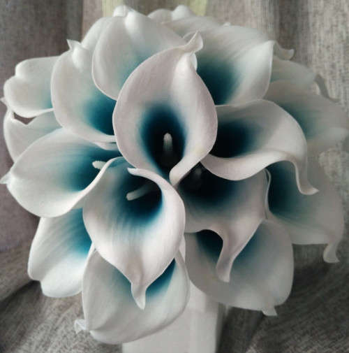 Calla Lily (White/Blue) - 5 seeds