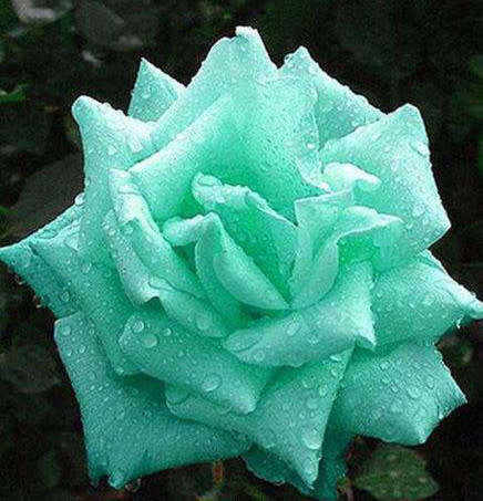 Rose Seeds - Light Green - 5 seeds
