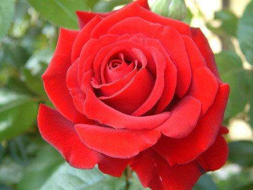 Rose Seeds - Red - 5 seeds