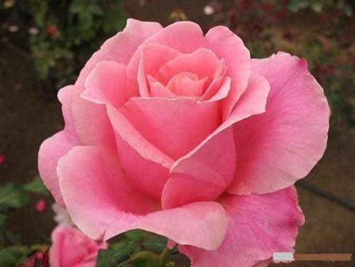 Rose Seeds - Baby Pink - 5 seeds