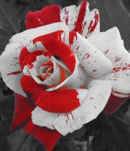 Rose Seeds - Red and White - 5 seeds