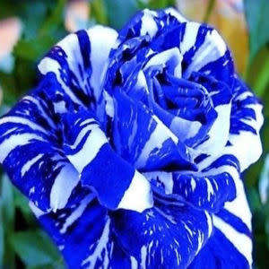 Rose Seeds - Blue and White - 5 seeds