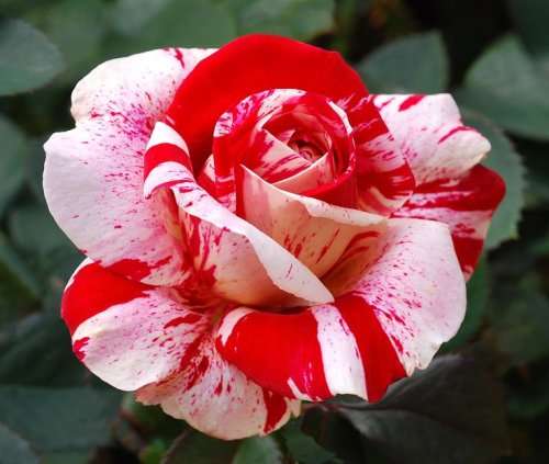 Rose Seeds - Red and Pink - 5 seeds