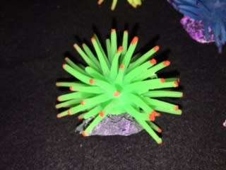 Ornament - Anemones (set of 6)