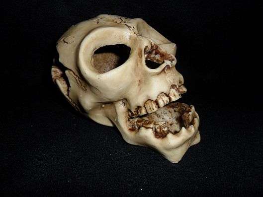 HUMAN SKULL