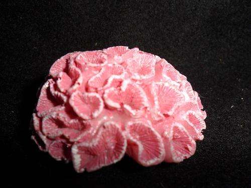 ORNAMENT MINI CORAL
