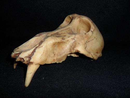 BABOON SKULL
