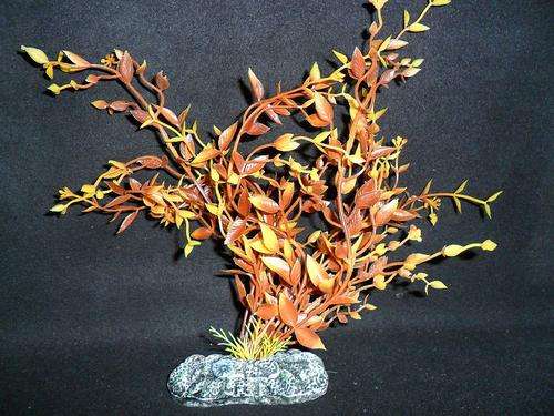 AQUARIUM PLANT