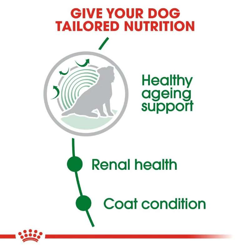 Royal Canin Mini Ageing +12 1.5kg