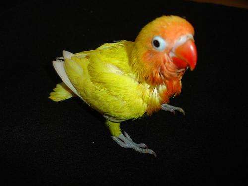 LOVEBIRD babies - Handreared