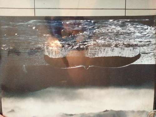 HUMPBACK WHALE POSTER BY VERKERKE.