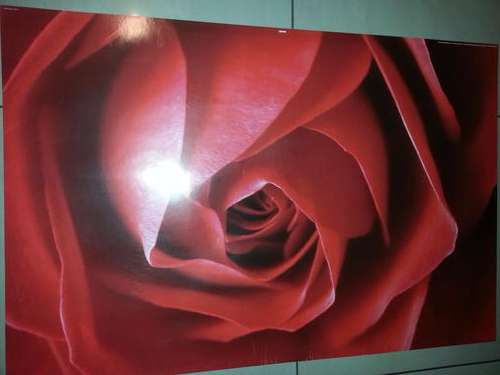 RED ROSE.  REINDERS POSTERS