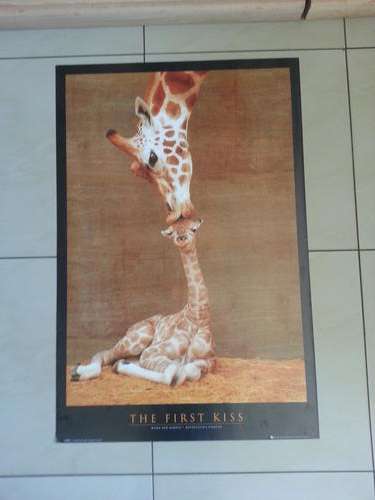 THE FIRST KISS - MISHA AND MAKULU, ROTHSCHILD'S GIRRAFES. GB EYE POSTER.