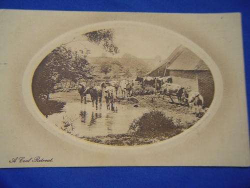 Post Card Sepia Dated 7 Feb 1911 cows