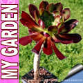 Aeonium arboreum var. atropurpureum (Aeonium manriqueorum)
