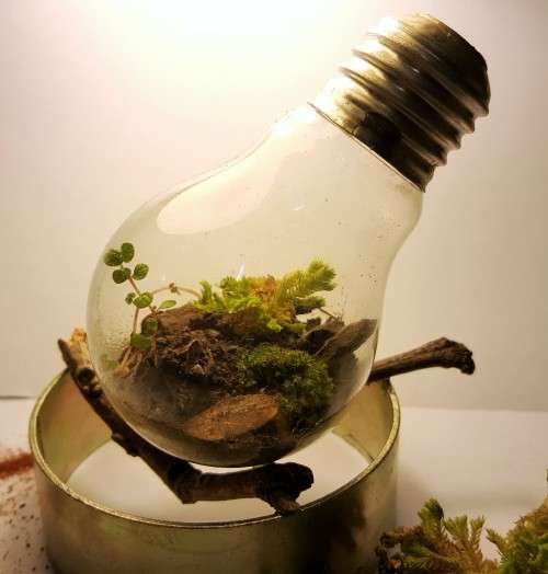 Biominis- Closed ecosystem light bulb terrariums