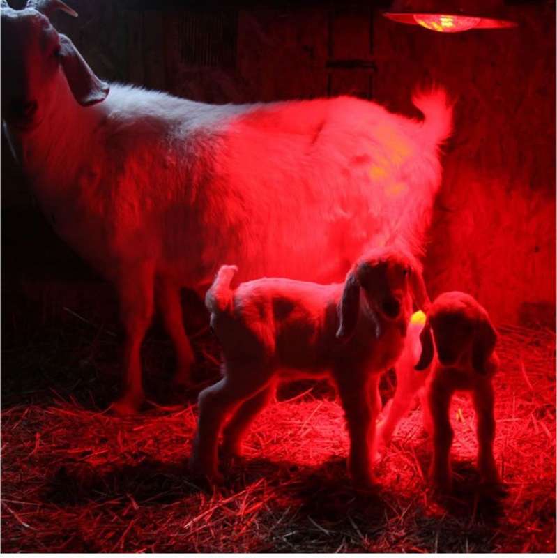 Animal Infrared Heat Lamp