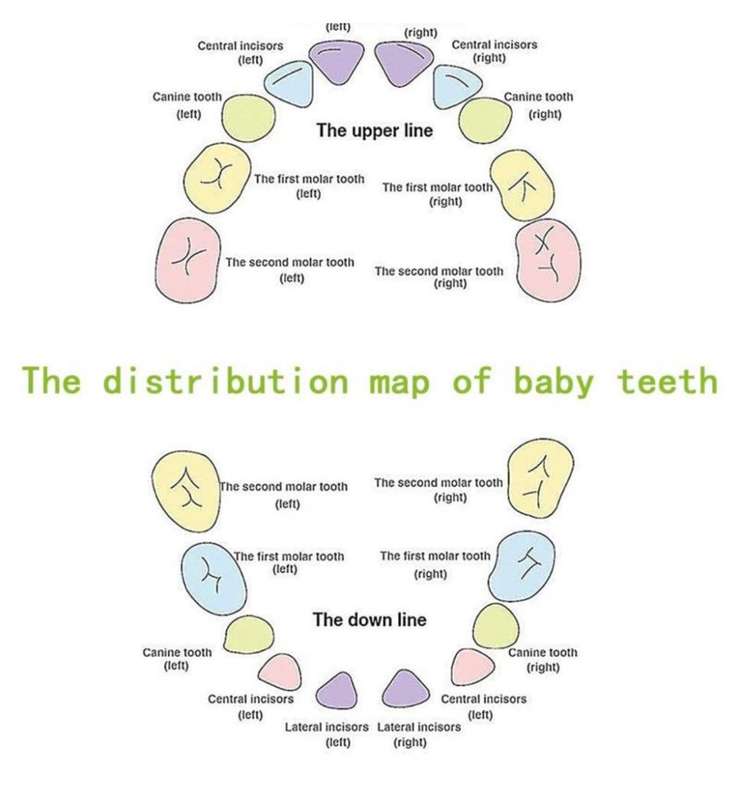 Teeth Storage Box for Children MY-715