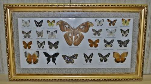 Vintage Framed Butterfly Specimen Collection (25 Butterflies) - Decorative Art