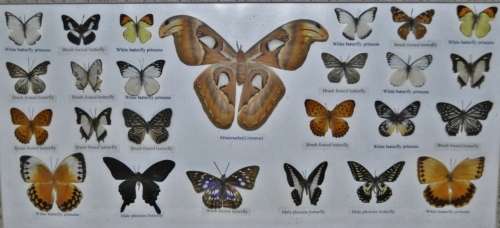Vintage Framed Butterfly Specimen Collection (25 Butterflies) - Decorative Art