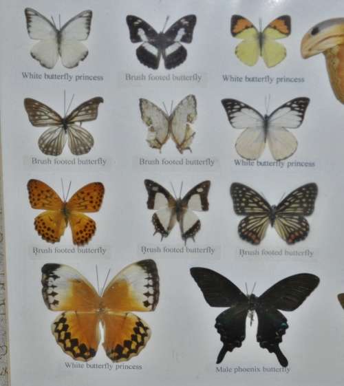 Vintage Framed Butterfly Specimen Collection (25 Butterflies) - Decorative Art