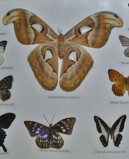 Vintage Framed Butterfly Specimen Collection (25 Butterflies) - Decorative Art