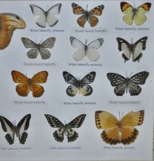 Vintage Framed Butterfly Specimen Collection (25 Butterflies) - Decorative Art