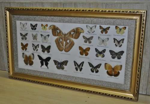 Vintage Framed Butterfly Specimen Collection (25 Butterflies) - Decorative Art