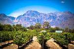 ***Nederburg Auction Selection - Private Bin D270 - 1994 Chardonnay***