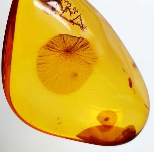 Stunning Art Deco -  835 Silver - Antique Large Amber Tear Drop Pendant - 3.7 cm x 2.6 cm