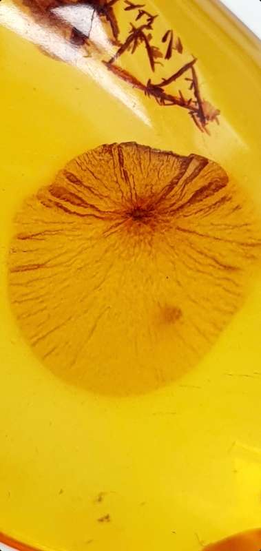 Stunning Art Deco -  835 Silver - Antique Large Amber Tear Drop Pendant - 3.7 cm x 2.6 cm