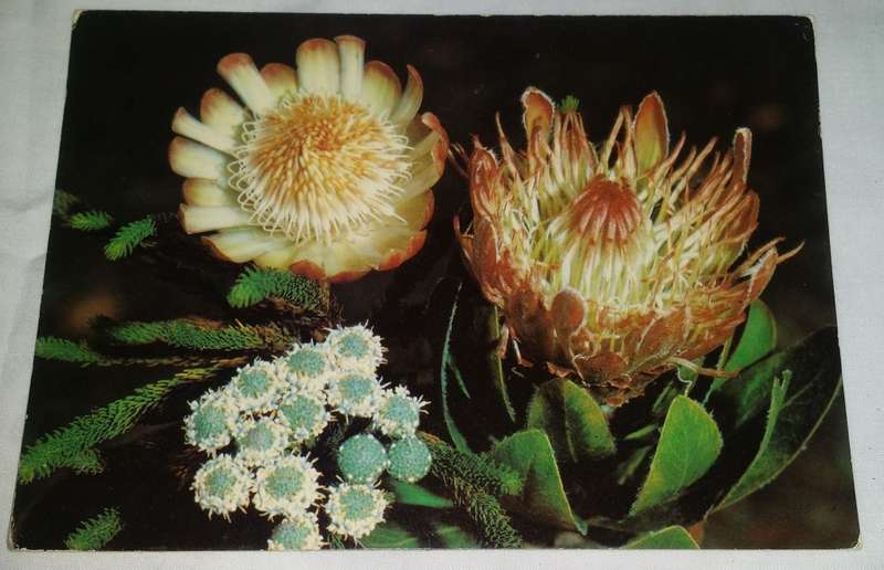 Vintage Postcard unused -    Proteas