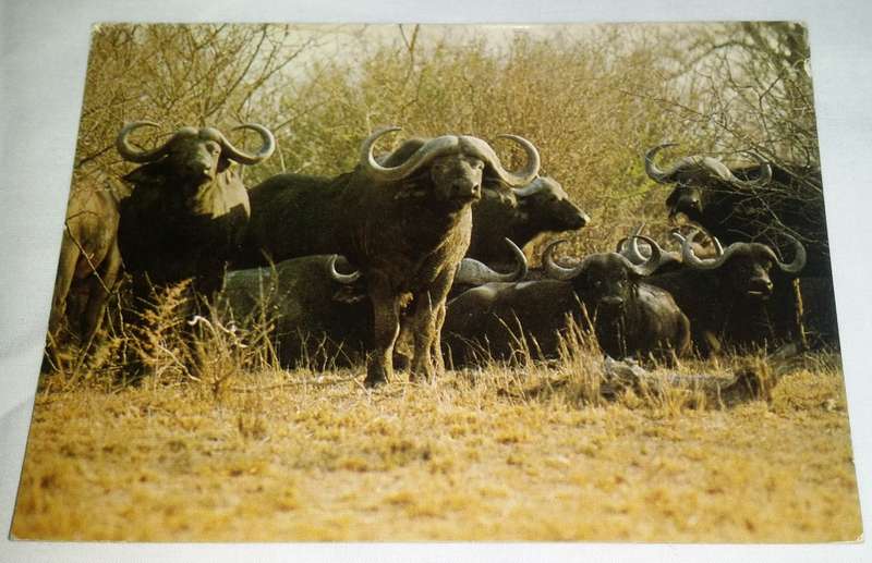 Vintage Postcard unused  -  Buffels - Buffalo