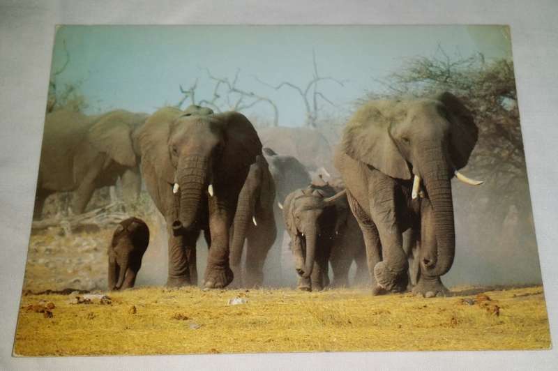 Vintage Postcard unused  -  African Elephant  Olifant
