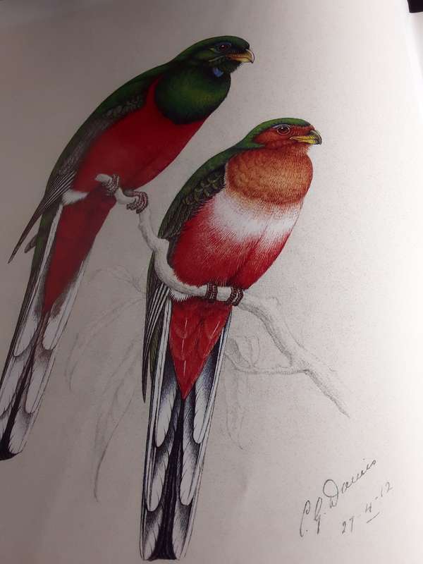 The  Bird Paintings of  C.G. Finch-Davies