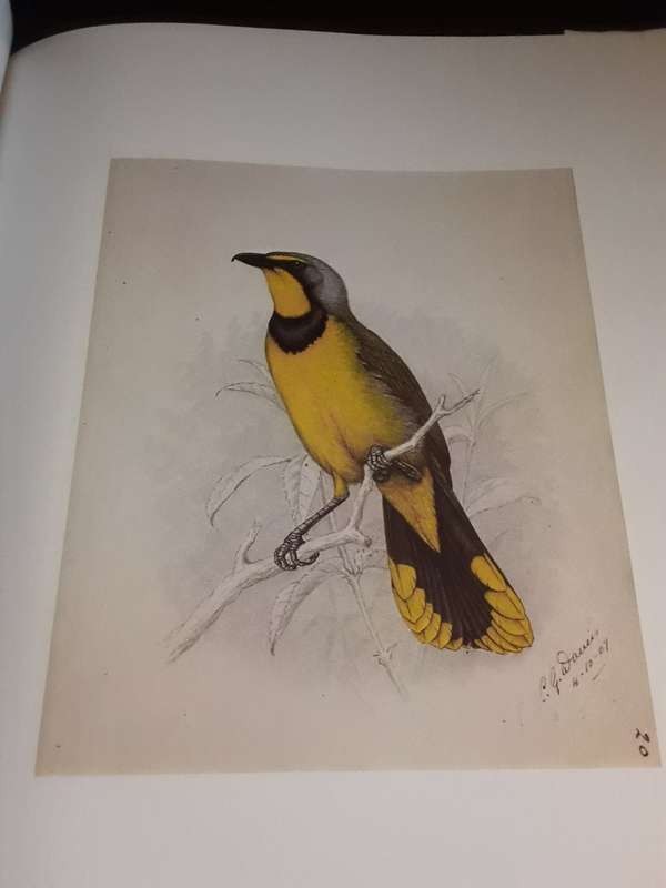 Books :  Claude Gibney Finch Davies 1875-1920  His Life and Word paintings of Birds 1976
