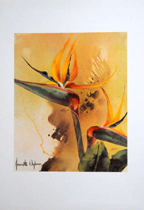 JEANETTE DYKMAN - portfolio of 5 superb South African flower reproductions