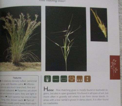GUIDE TO GRASSES OF SOUTHERN AFRICA By Eben  Van Wyk & others